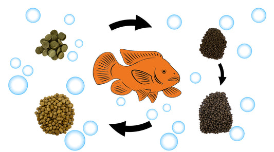 Feeding stages for Live Tilapia