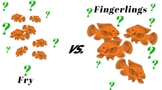 "Fry" VS "Fingerlings"